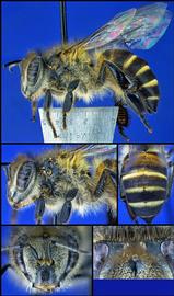   Apis cerana  female, photo: A.H. Smith-Pardo 
